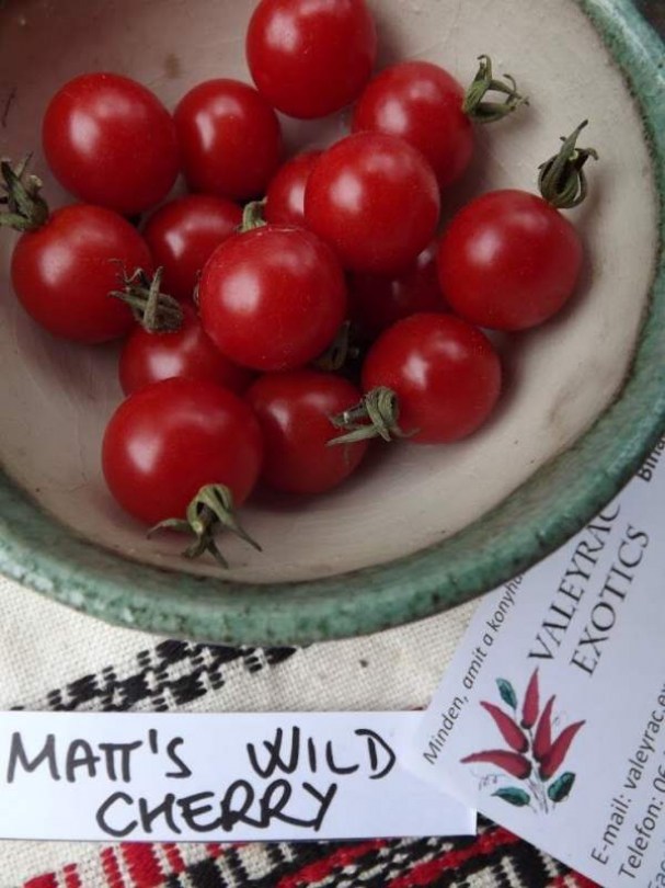 Matt's Wild Cherry paradicsom - Paradicsom különlegességek az Egzotikus Növények Stúdiója kínálatából